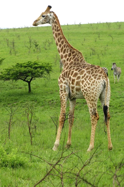 Jirafa Fauna Silvestre Fauna Natural — Foto de Stock