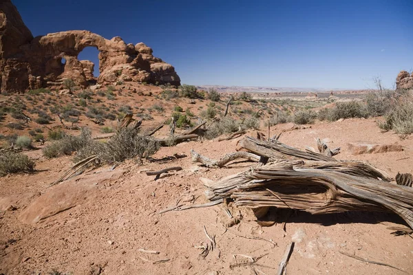 Tree Turret Arch Utah Usa — Stock Photo, Image