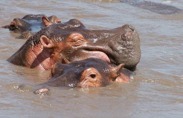 Hippopotamus Mammal Animal Hippo — Stock Photo, Image