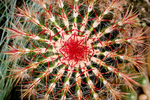 Planta Cacto Flora Cacto Espinhosa — Fotografia de Stock