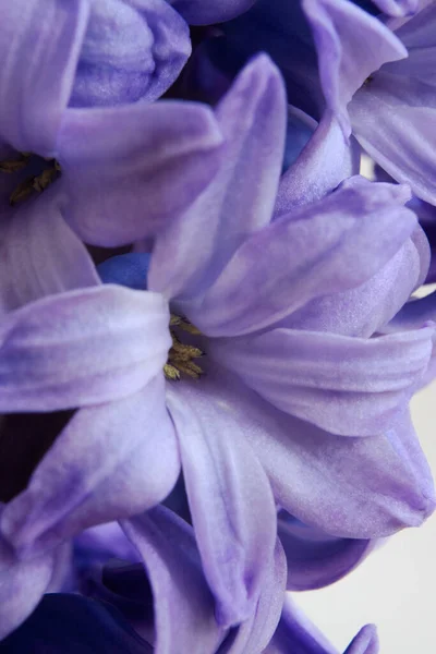 Närbild Bild Vackra Blommande Hyacint — Stockfoto