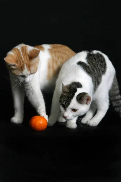 Schattig Klein Katje Zwarte Achtergrond — Stockfoto