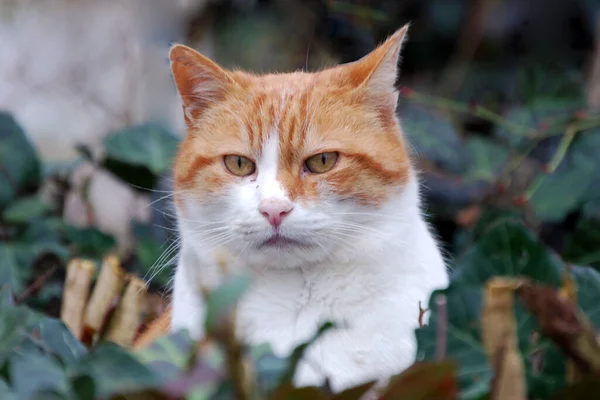 Ritratto Gatto Carino — Foto Stock