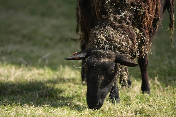 Domestic Livestock Farm Pasture — Stock Photo, Image