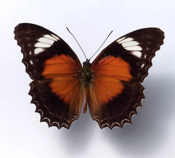 Закрытие Бабочки Дикая Концепция — стоковое фото