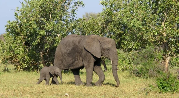 Слон Саванне Кении — стоковое фото