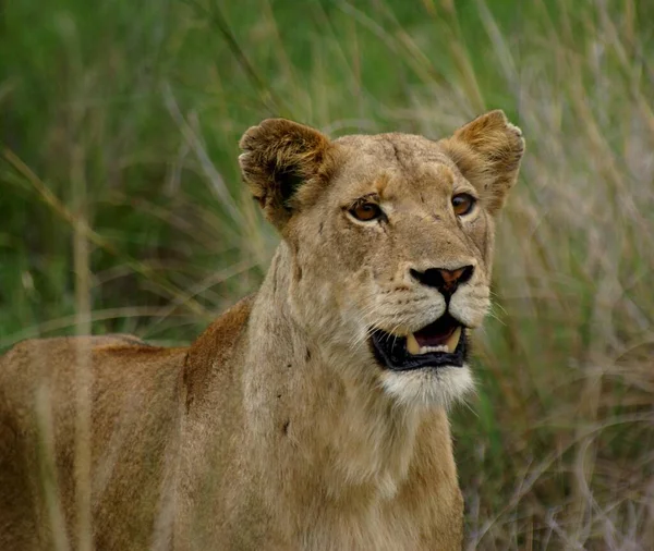 Savannah Wildcat Gato Predador Leoa — Fotografia de Stock