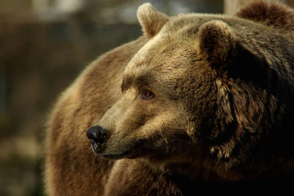 Vista Intensa Orso Bruno — Foto Stock