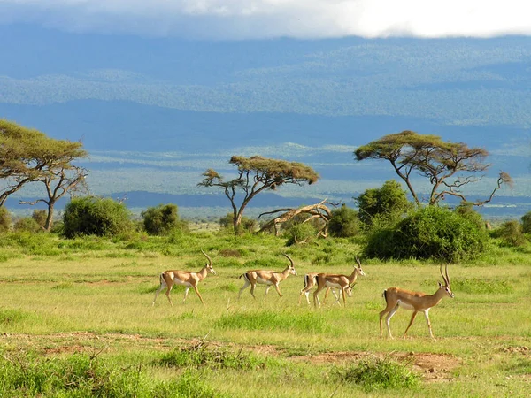 Morgen Aan Voet Van Kilimanjaro — Stockfoto