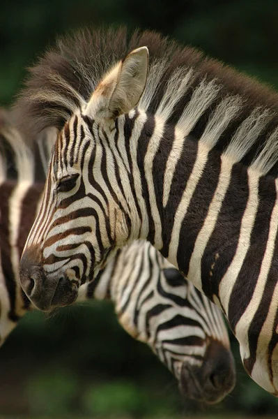 Wild Zebra Outdoor Shot — 스톡 사진