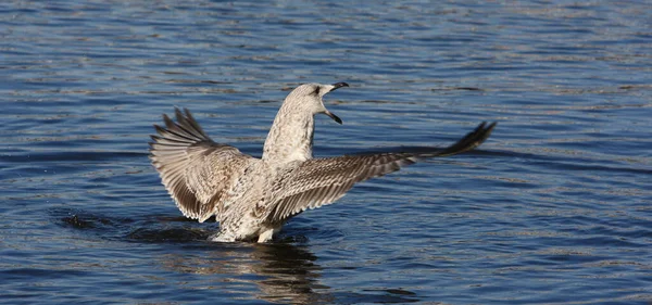 Malerischer Blick Auf Schöne Möwenvögel Der Natur — Stockfoto