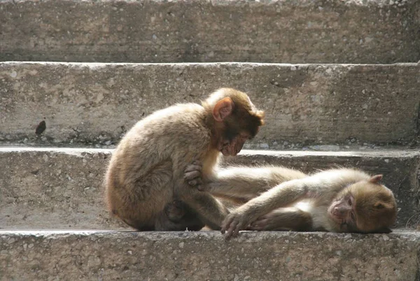 Mono Nombre Común Que Puede Referirse Grupos Especies Mamíferos — Foto de Stock