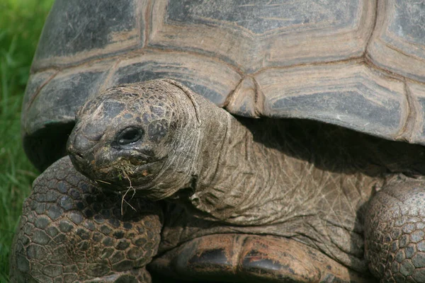 Черепаха Рептилия Животное Существо — стоковое фото