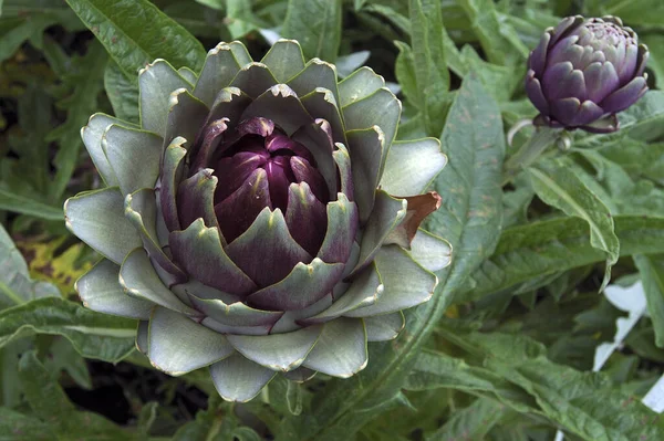 Artichoke Cynara Cardunculus Green Plant — Stock Photo, Image