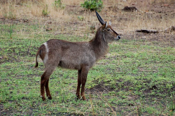 Fiatal Antilopok Egy Csoportja Áll Fűben — Stock Fotó