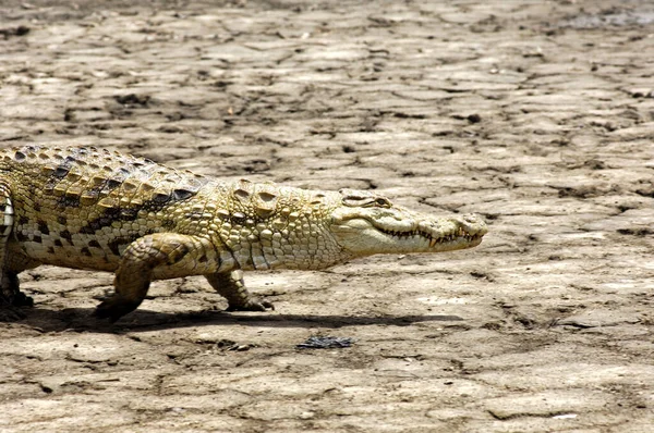 Crocodile Wanders Dry Swamp — Stock Photo, Image