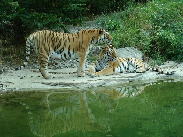 Ριγέ Ζώο Τίγρης Αρπακτικό Αγριόγατα — Φωτογραφία Αρχείου