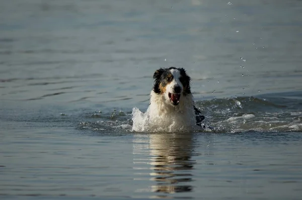 Porträt Eines Süßen Hundes — Stockfoto