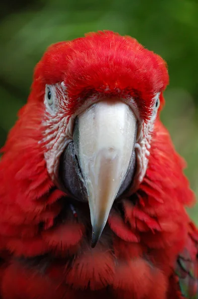 Närbild Djur Zoo — Stockfoto