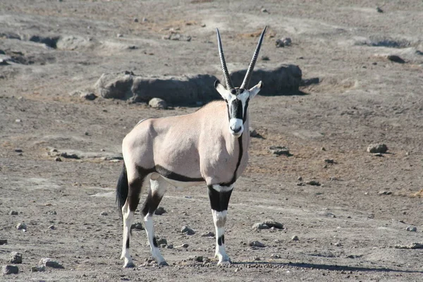 Namibia Kraj Południowo Zachodniej Afryce — Zdjęcie stockowe