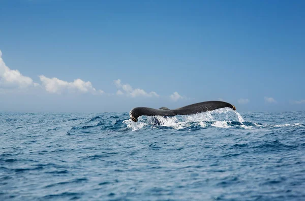 Ballena Jorobada Aleta Cola — Foto de Stock