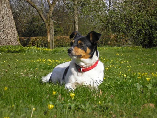 春の牧草地の犬 — ストック写真