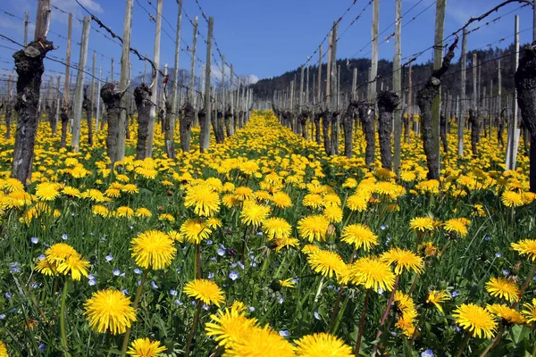 Diente León Viñedo — Foto de Stock