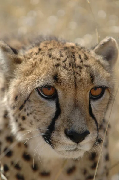 Beautiful Cheetah Big Cat Savannah Wild Animal — Stock Photo, Image