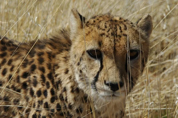 Güzel Çita Büyük Kedi Savannah Vahşi Hayvan — Stok fotoğraf