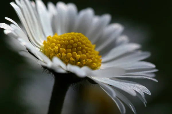 Gänseblümchen Schöne Blumen Bild — Stockfoto