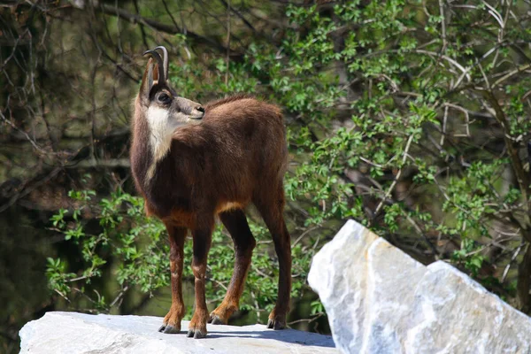 Chamois อนการปฏ ปการสะกดค Chamois นสายพ ของแพะท ดในย โรปและเอเช ยไมเนอร วมก — ภาพถ่ายสต็อก