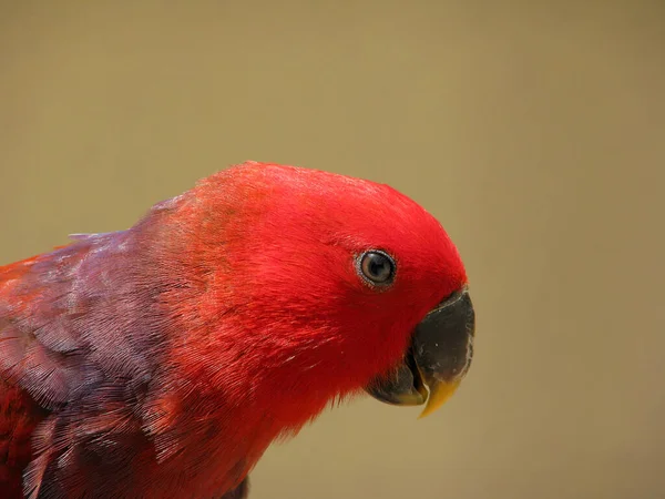 Vacker Utsikt Över Vacker Papegoja Fågel — Stockfoto