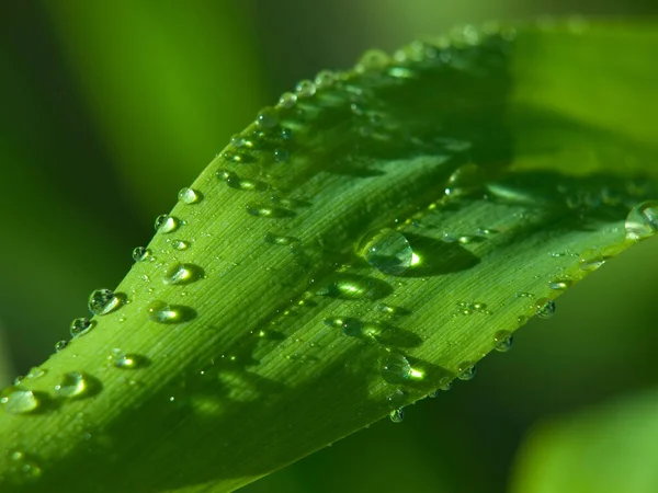 Green Leaf Water Drops — Stock Photo, Image