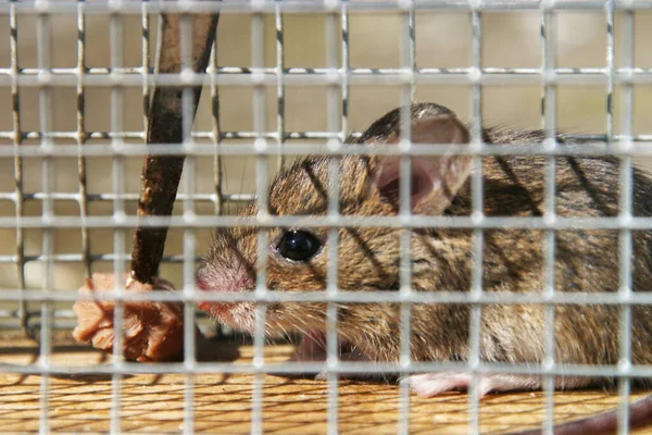 Deux Chiens Sont Enfermés Dans Cage — Photo