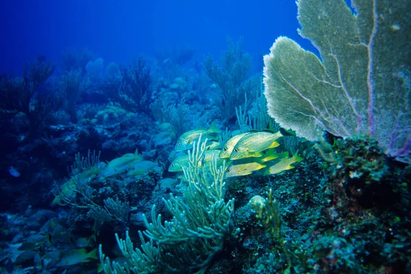 Живописный Вид Подводный Мир — стоковое фото