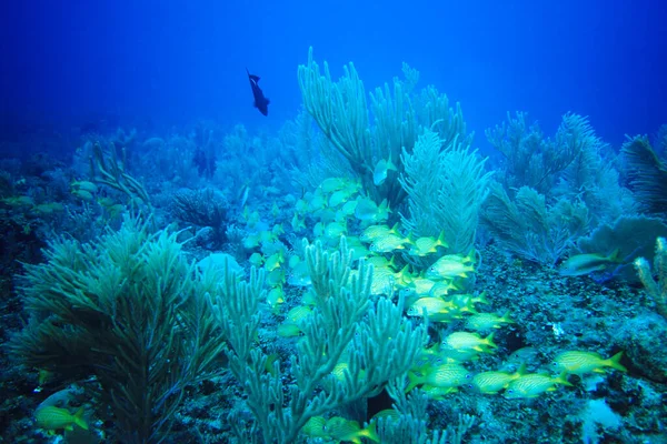 Scenic View Underwater World — Stock Photo, Image