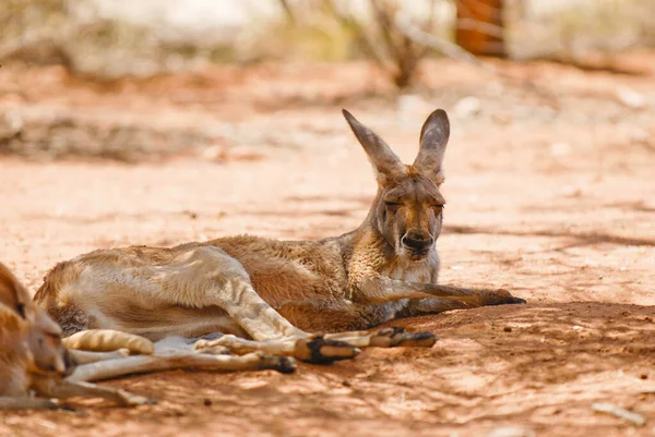 Canguro Animal Animal Australiano — Foto de Stock