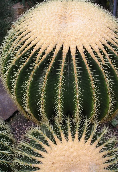 Tropická Rostlina Botanická Flóra Kaktus — Stock fotografie