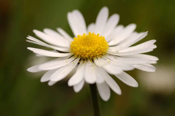 Sedmikráska Krásné Květiny Obraz — Stock fotografie