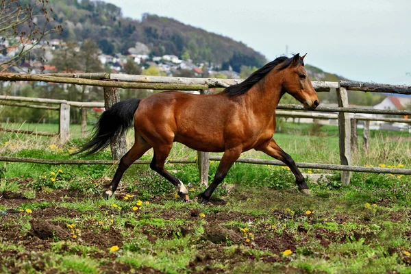 馬の種牡馬野生動物です — ストック写真