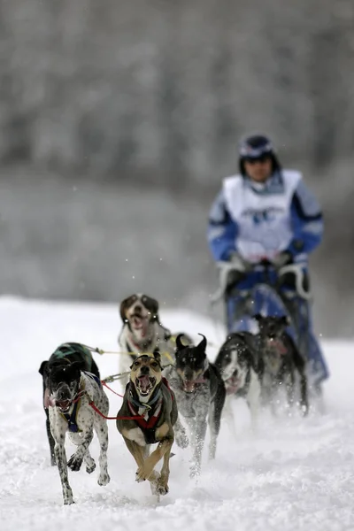 Alaskan Husky Sled Dog Team — Foto de Stock