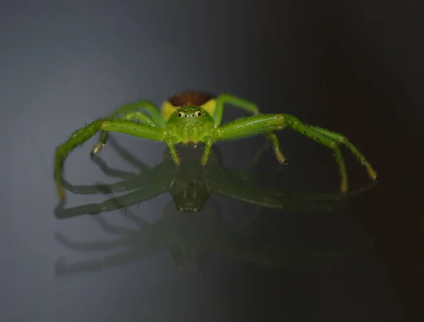 Aranha Folha Verde — Fotografia de Stock