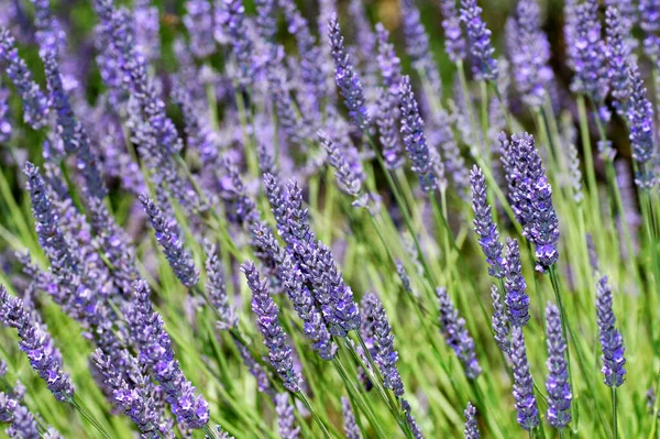 Lavender Lavandula Angustifolia Provence Γαλλία — Φωτογραφία Αρχείου