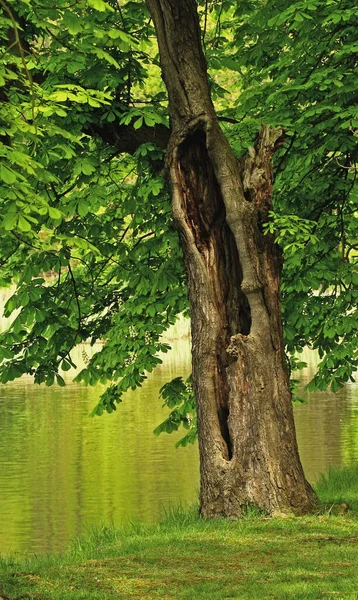 Prachtig Uitzicht Natuur Scene — Stockfoto