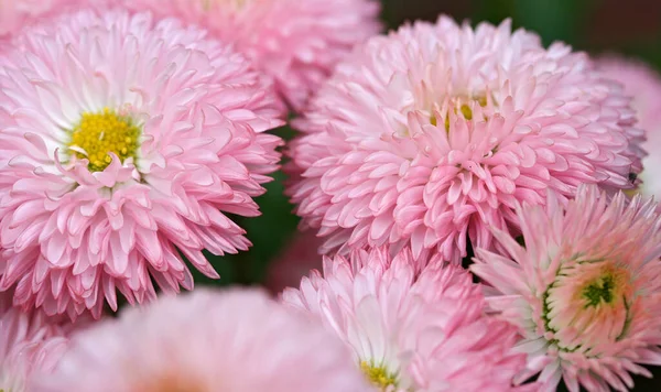 Piękne Botaniczne Ujęcie Naturalna Tapeta — Zdjęcie stockowe