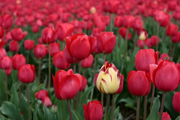 Jarní Flóra Listoví Okvětní Lístky Tulipánů — Stock fotografie