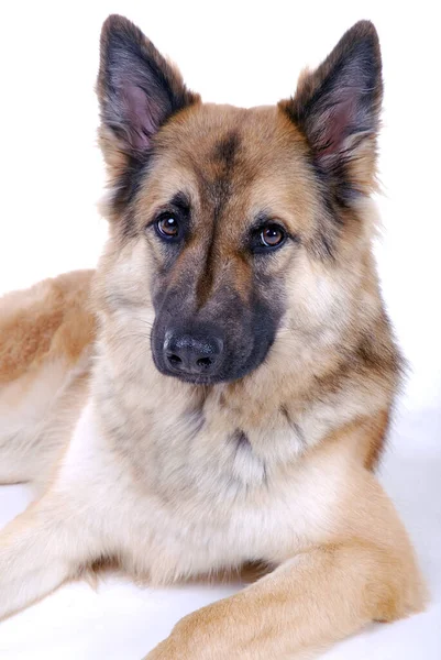 Tatlı Köpeklerin Açık Hava Çekimi — Stok fotoğraf