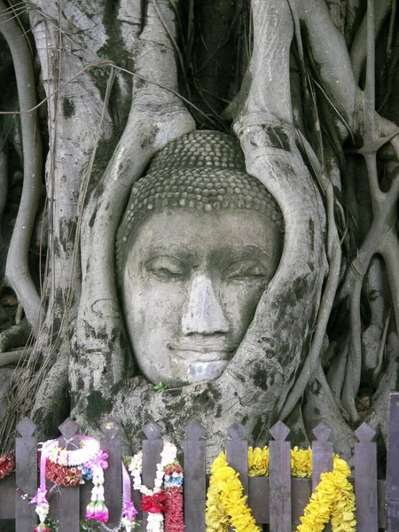Голова Будды Проникает Дерево — стоковое фото