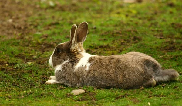 Gefangenes Eingefangenes Zahmes Tier — Stockfoto