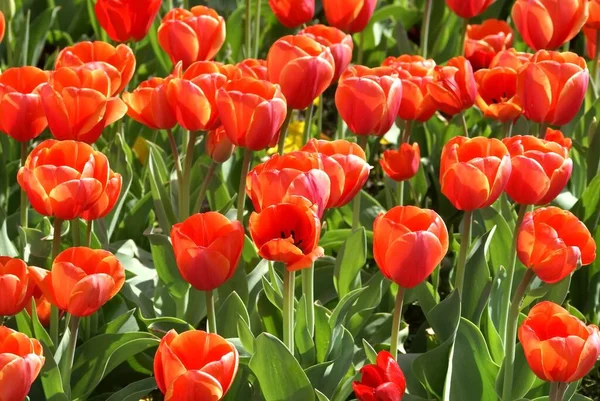 Malebný Pohled Krásné Tulipánové Květy — Stock fotografie